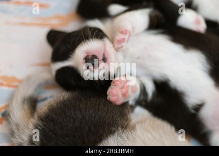 Corgi gallesi cardigan che dorme da vicino Foto Stock