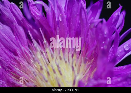 primo piano fiore di fiordaliso con gocce di rugiada Foto Stock