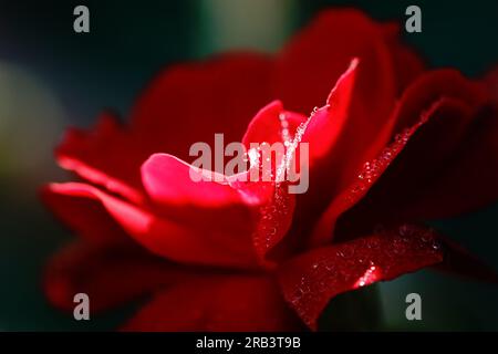 bella rosa rossa alla rugiada mattutina Foto Stock