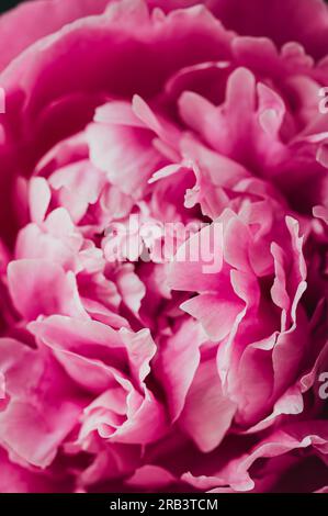 Primo piano di strati di petali di peonia rosa in fiore. Foto Stock