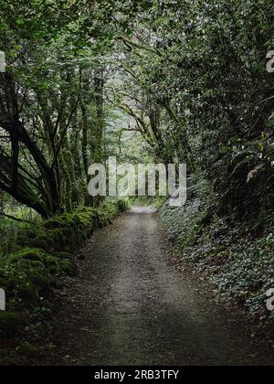 Sentiero forestale con alberi ricoperti di edera e muschio sul Camino de Santiago Foto Stock