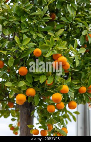 Albero d'arancio in un vaso di fiori. Molti frutti d'arancia da vicino mandarino su un albero Foto Stock