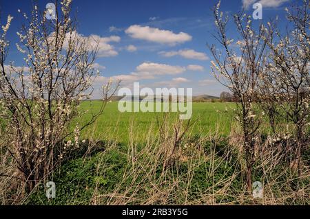 Le lontane Pewsey Downs viste dalla vale of Pewsey vicino a All Cannings, Wiltshire. Foto Stock