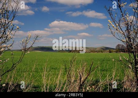 Le lontane Pewsey Downs viste dalla vale of Pewsey vicino a All Cannings, Wiltshire. Foto Stock