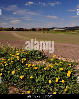 Le lontane Pewsey Downs viste dalla vale of Pewsey vicino a All Cannings, Wiltshire. Foto Stock