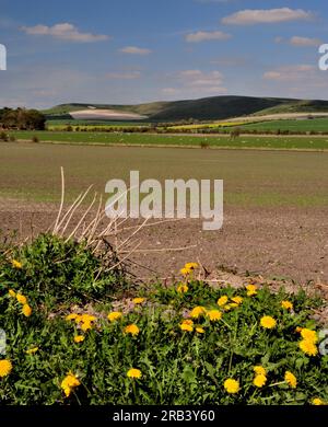 Le lontane Pewsey Downs viste dalla vale of Pewsey vicino a All Cannings, Wiltshire. Foto Stock