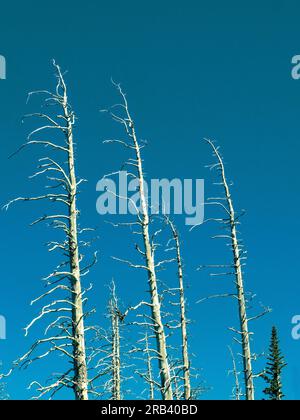 Vista dalla Rim Road Highway 148 nel Cedar Breaks National Monument, Utah, USA. Pini intemprati nella forrest vicino al bordo. Foto Stock