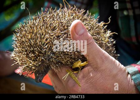 Svizzera Canton Ticino Maggia, Hedgehog Centro di recupero Foto Stock