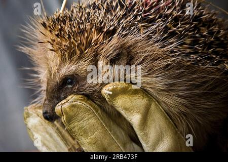 Svizzera Canton Ticino Maggia, Hedgehog Centro di recupero Foto Stock