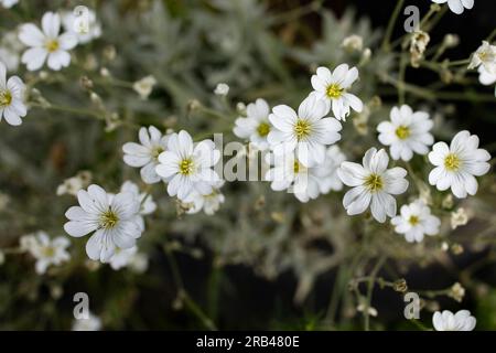 Fiori di tomentoso Cerastio, o neve in estate, messa a fuoco morbida primo piano Foto Stock
