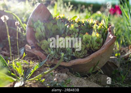 Piante succulente in una grande pentola di ceramica rotta. Concetto riutilizzabile. Messa a fuoco morbida con luce parassita al tramonto Foto Stock