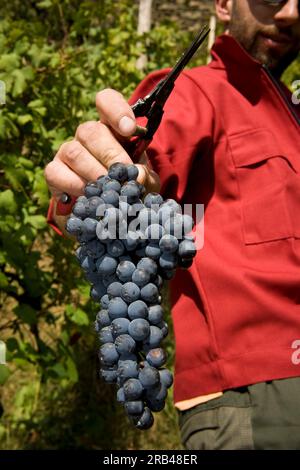 L'Italia, Lombardia, Valtellina, a Chiuro, il tempo del raccolto Foto Stock