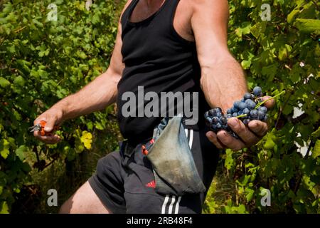 L'Italia, Lombardia, Valtellina, a Chiuro, il tempo del raccolto Foto Stock