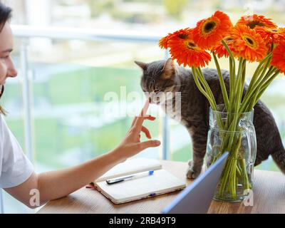 giovane donna freelance lavora da casa al portatile . Lavora o studia online con un animale domestico in ufficio nel soggiorno. Gatto che cammina sul tavolo con fiori d'arancio. Foto Stock