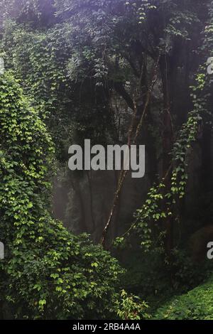 il parco nazionale della valle della neora, il verde lussureggiante e la fitta foresta pluviale tropicale si trova sulle colline pedemontane dell'himalaya nel distretto di kalimpong nel bengala occidentale, india Foto Stock