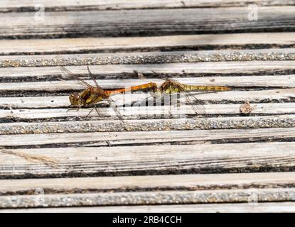 Common Darter, Sympetrum striolatum accoppiamento nella riserva RSPB Leighton Moss vicino a Silverdale, Lancashire, Regno Unito. Foto Stock