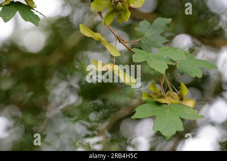 Sycamore Acer pseudoplatanus, cinque foglie lobate con margini dentati e cialde di semi che accoppiano l'azione dell'elicottero quando cadono insieme o si dividono Foto Stock