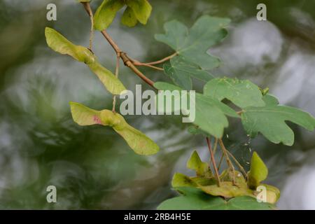 Sycamore Acer pseudoplatanus, cinque foglie lobate con margini dentati e cialde di semi che accoppiano l'azione dell'elicottero quando cadono insieme o si dividono Foto Stock