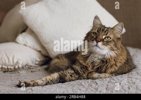 Un gatto carino sdraiato sul letto in una camera elegante e moderna. Animali domestici e una casa accogliente. Ritratto di adorabile e serio gatto Tabby che si rilassa su coperta e cuscini. Razza mista M Foto Stock