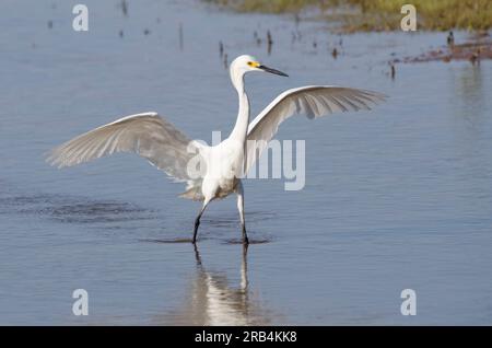 Egret nevoso, Egretta thula, battito con le ali Foto Stock