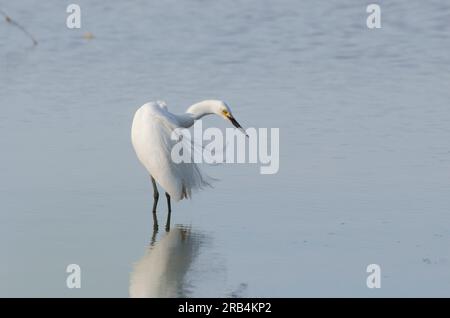 Egret innevato, Egretta thula, preening Foto Stock