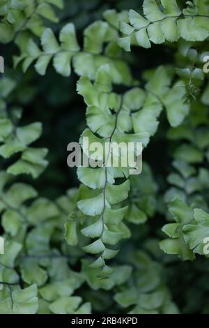 Primo piano di una pianta di felce di maidenhair. Foto Stock
