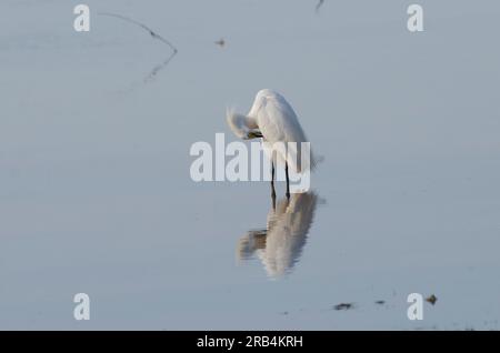 Egret innevato, Egretta thula, preening Foto Stock