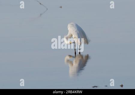 Egret innevato, Egretta thula, preening Foto Stock