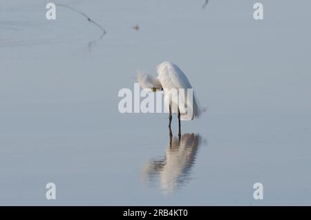 Egret innevato, Egretta thula, preening Foto Stock