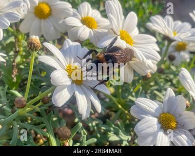 Insekt Dunkle Erdhummel (Bombus terrestris) sitzt auf steckt Rüssel in Blüte von Margerite (Leucanthemum vulgare) saugt Nektar, Deutschland Foto Stock