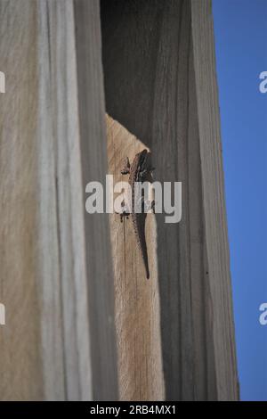 Cape Day Dwarf Gecko (Lygodactylus capensis) su un muro di legno a Cannon Rocks, Sudafrica Foto Stock