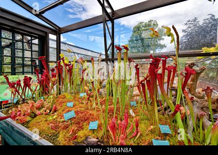 Inverness Botanic Gardens Scotland, esposizione al coperto di piante insettivore Foto Stock