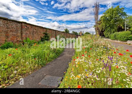 Inverness Botanic Gardens Scozia colorati fiori selvatici crescono nei letti lungo il sentiero che porta ai giardini in estate Foto Stock