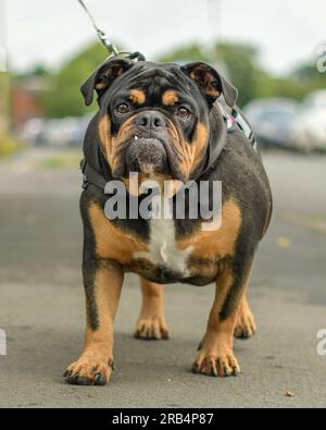 Bulldog inglese Foto Stock