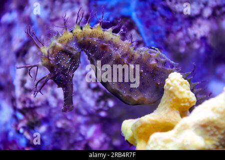 Piccolo ippocampo sottomarino in coralli che nuotano con sfondi colorati sfocati. Natura selvaggia dell'oceano e del mare e animali Foto Stock