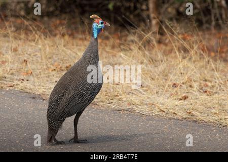 Helmeted Faraone Foto Stock