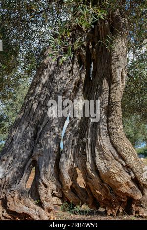 Ulivo molto vecchio con tronco intrecciato e diviso Foto Stock