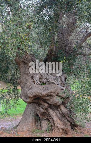 Ulivo molto antico con tronco intrecciato e spaccato in Puglia Foto Stock