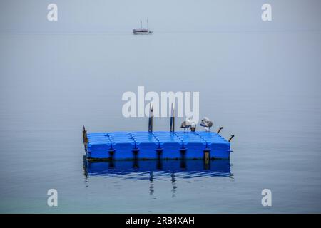 Due gabbiani siedono su una piattaforma per nuotare in una giornata primaverile piovosa nella baia di Sumartin sull'isola di Brac, Croazia Foto Stock