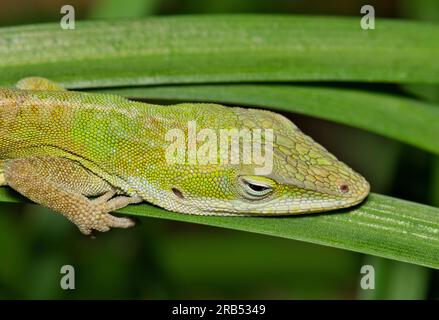 Lucertola anolica verde (Anolis carolinensis) riposa in erba alta durante le ore notturne a Houston, Texas. Profilo testa con messa a fuoco selettiva. Foto Stock