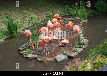 Splendidi fenicotteri allo zoo di Philadelphia Foto Stock