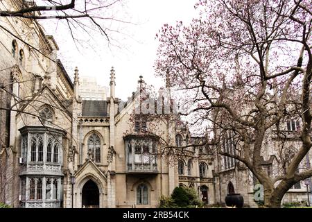 Grace Church Magnolia in fiore Foto Stock