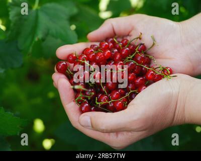Una donna che tiene in mano il ribes rosso sopra un cespuglio di ribes. Primo piano. Foto Stock