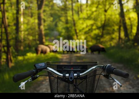 Ciclista e animali selvatici sulla strada, prestare attenzione. Ciclismo sicuro con cinghiali sulla strada, Foto Stock