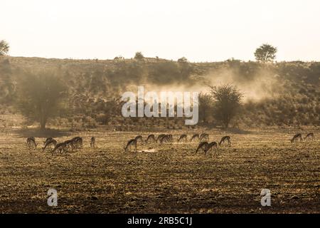 Una grande mandria di springbok alla luce dorata dell'alba nel deserto del Kalahari, in Sudafrica Foto Stock