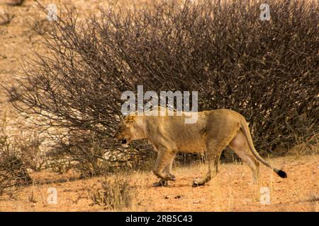 Una leonessa donna, Panther Leo, che percorre la savana sabbiosa del deserto del Kalahari in Sudafrica. Foto Stock