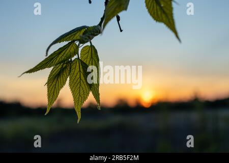 Paesaggio al tramonto - prato - foglie in primo piano. Preso a Toronto, in Canada. Foto Stock