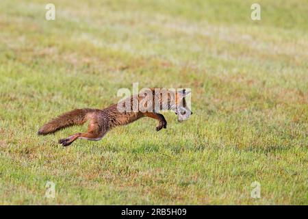 Caccia alla volpe rossa (Vulpes vulpes) con boccale di topi che saltano nell'aria in prati appena falciati/prati tagliati per catturare un'altra vole in estate Foto Stock