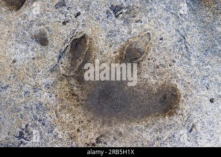 Impronta ornitopode in arenaria nel sito dei dinosauri del Cretaceo inferiore a Boltodden, Kvalvagen, Svalbard / Spitsbergen, Norvegia Foto Stock