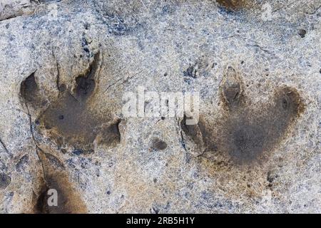 Impronte ornitopode in arenaria nel sito dei dinosauri del Cretaceo inferiore a Boltodden, Kvalvagen, Svalbard / Spitsbergen, Norvegia Foto Stock